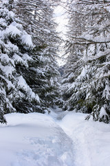 Fototapeta premium The enchanted valley. Val Aurina in winter