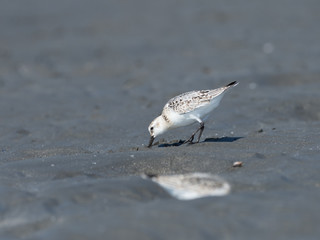 砂浜で採食するミユビシギ