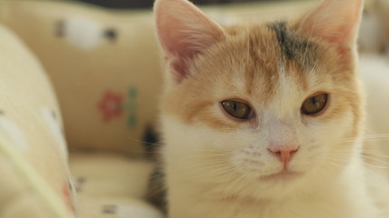かわいい子猫
