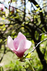 blooming magnolia flowers