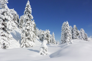 verschneite Winterlandschaft in den tiroler Bergen