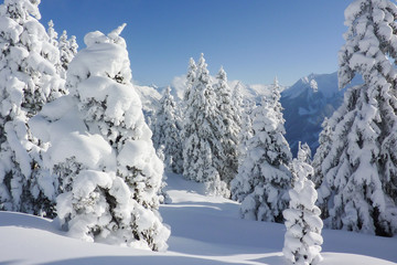 Fototapeta na wymiar verschneite Winterlandschaft in den tiroler Bergen