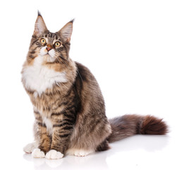 Obraz premium Portrait of Maine Coon cat, sitting in front of white background