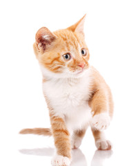Obraz premium Cat, pet, and cute concept - red kitten on a white background.