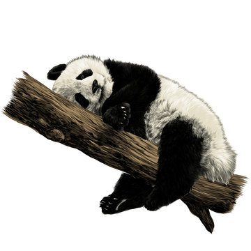 Panda lies sleeping on a branch sketch vector graphics color picture
