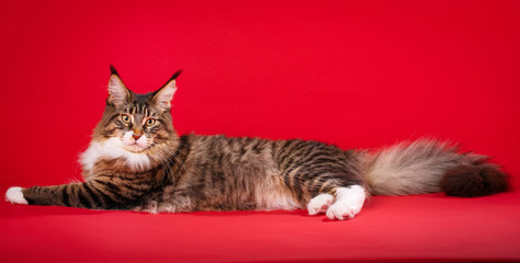 Maine Coon cat, 6 months old, lying on red background