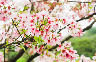 Fototapeta na wymiar Closeup of Group little white sakura in Taiwan