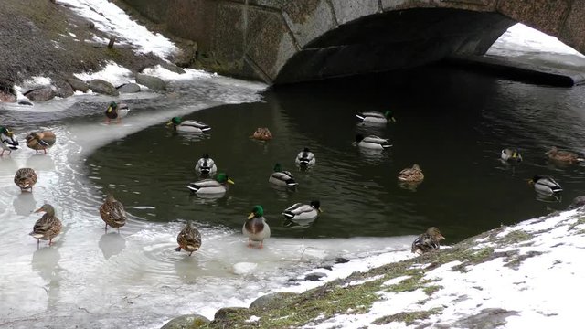 Wild ducks in winter near the water. Birds on the ice of the river. The life of animals in their natural environment. 