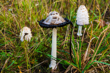 Mushroom Coprinus grow.  The fungi family of Mushrooms. Wildlife of European forests in autumn. 