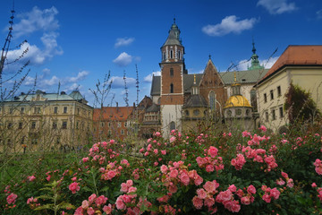charming Wawel in Krakow in rose blossom