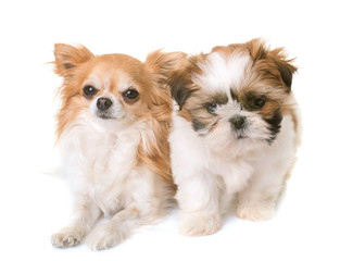 shih tzu puppy and chihuahua