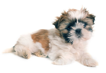 shih tzu puppy