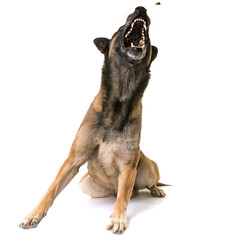 belgian shepherd malinois