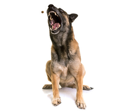 belgian shepherd malinois