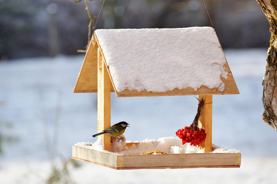 Blue Tit Eating From Garden Bird Feeder