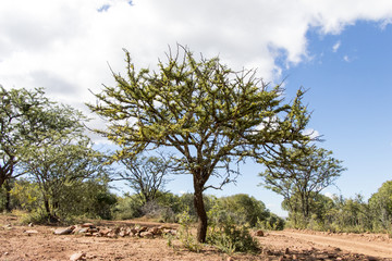 African Tree
