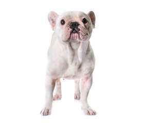 Fototapeta premium french bulldog in studio