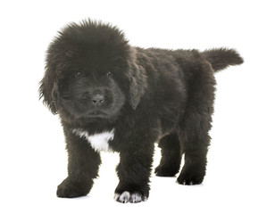 puppy newfoundland dog