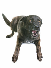 Obraz premium dutch shepherd barking