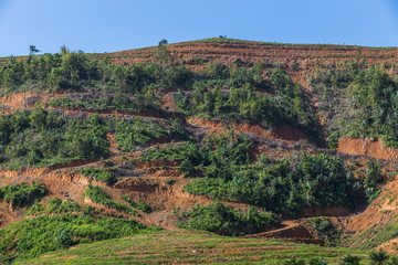 Naklejka premium Big mountain area is cut of tree for grow oil palm plantations, Deforestation. .Farmers prepare growing area oil palm. Plant economy.