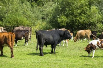 Naklejka na ściany i meble Cows on a Farm