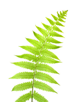 fern leaf isolated on white