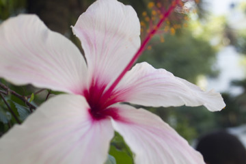 Fototapeta na wymiar Hibiscus Flower