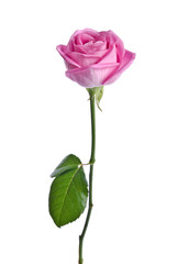 beautiful single pink rose on a white background. vertical position