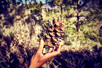 Big pine cone in a woman's hand / In a wood in the mountains of Gran Canaria - Spain