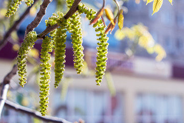 birch buds catkins in spring in bright sunlight