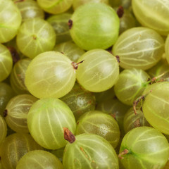 Surface covered with the gooseberries