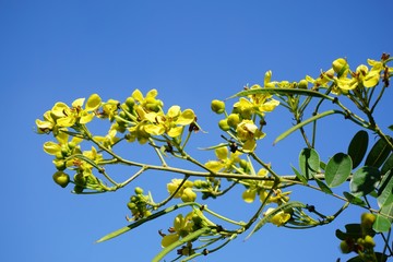 yellow Senna siamea flower in nature garden