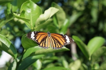 close up butterfly on green leaf