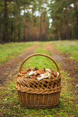 Fototapeta na wymiar Wicker basket full of various kinds of mushrooms in the autumn forest.
