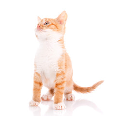Red kitten isolated on whit