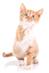 Obraz premium Cat, pet, and cute concept - red kitten on a white background.