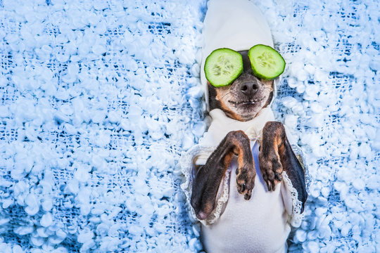 Spa treatments. A dog in his pajamas. Mask of cucumbers. A dog with cucumbers.
