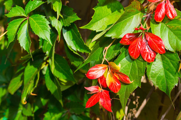 Red leaves of wild grapes in the trees in the park