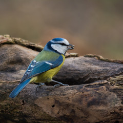 Wildlife photo - Blue tit on old wood in forest, Slovakia, Europe