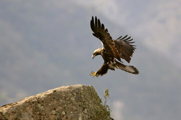 Spanish Imperial Eagle. Aquila adalberti