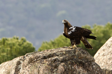 Spanish Imperial Eagle. Aquila adalberti