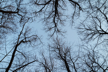 bottom view of trees and branches covered with snow