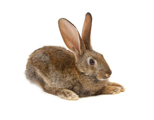 Happy New Year of rabbit