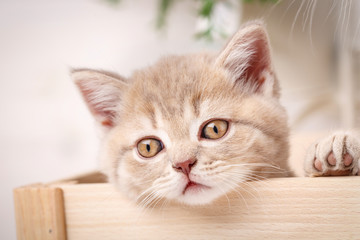 Head of a red Scottish kitten looks out of box