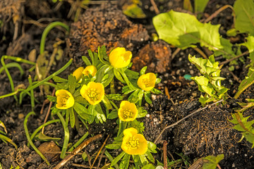 Winterling, Eranthis hiemalis