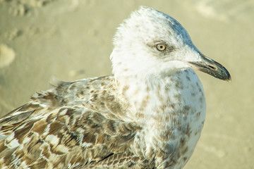 Silbermöwe, Jungtier am Ostseestrand in Polen
