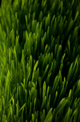 Fototapeta na wymiar Green young wheat as background, texture