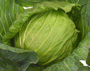 close-up of fresh cabbage in the vegetable garden