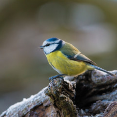 Wildlife photo - Blue tit on old wood in forest, Slovakia, Europe