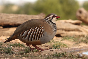 Red legged partridge